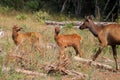 Baby Roosevelt Elk Royalty Free Stock Photo