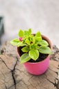 Baby rose flower or aptenia cordifolia flower in pink plastic pot Royalty Free Stock Photo