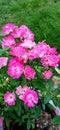 Baby rose flowers natural plants Royalty Free Stock Photo