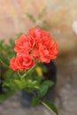 Baby rose may coleksi in garden