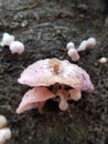 Baby Rose mushroom Royalty Free Stock Photo