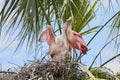 Baby Roseate Spoonbills Begging Their Mother For Food