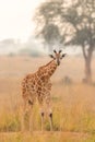 A baby Rothschild`s giraffe  Giraffa camelopardalis rothschildi in a beautiful light at sunrise, Murchison Falls National Park, Royalty Free Stock Photo