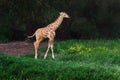 Baby Rothschilds Giraffe Royalty Free Stock Photo