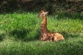 Baby Rothschilds Giraffe Royalty Free Stock Photo