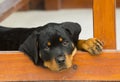 Baby Rottweiler puppy Royalty Free Stock Photo