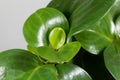 Baby rubberplant, Peperomia obtusifolia