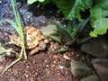 Baby Russian tortoise in tortoise enclosure closeup 2 Royalty Free Stock Photo