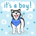 Baby it`s a boy greeting card with furry cute cartoon dog, funny pet husky on blue background with stars, editable vector Royalty Free Stock Photo