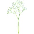 Baby`s breath - birth flower vector illustration in watercolor