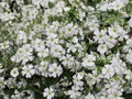 Baby`s Breath In Bloom In Greenhouse