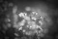 Baby& x27;s breath or Gypsophila is a beautiful flower in the carnation family on blurred floral nature backgrounds Royalty Free Stock Photo