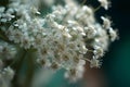 Baby\'s Breath (Gypsophila) (Generative AI)