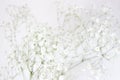 Baby`s breath gypsophila flowers close-up, background. High key photography