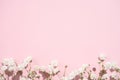 Baby's breath gypsophila on pink background with shadow