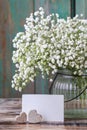 Baby`s breath gypsophilia paniculata