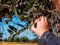 Baby`s hand picks olives from the plant