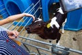 Baby`s hand touches and strokes young curious calf