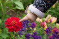 A baby`s hand touching a flower