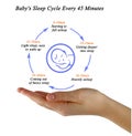 Baby`s Sleep Cycle