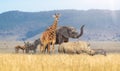 Baby Safari Animals Together in African Grasslands Royalty Free Stock Photo