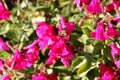 Baby sage Pink Blush, Salvia microphylla `Pink Blush`