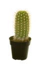 Baby Saguaro Cactus Royalty Free Stock Photo