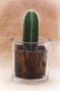 Little saguaro cactus in a decorative pot Royalty Free Stock Photo