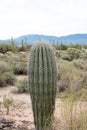 Baby Saguaro Cactus Royalty Free Stock Photo