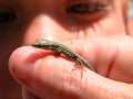 A baby Salamander