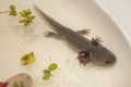 Baby Salamander as a pet Royalty Free Stock Photo