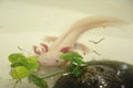 Baby Salamander as a pet