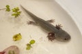 Baby Salamander as a pet Royalty Free Stock Photo