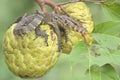 A baby salvator monitor lizard is sunbathing on a srikaya tree. Royalty Free Stock Photo