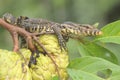 A baby salvator monitor lizard is sunbathing on a srikaya tree.