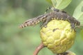 A baby salvator monitor lizard is sunbathing on a srikaya tree. Royalty Free Stock Photo