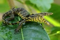 A baby salvator monitor lizard is sunbathing before starting its daily activities. Royalty Free Stock Photo