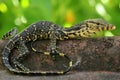 A baby salvator monitor lizard is sunbathing before starting its daily activities. Royalty Free Stock Photo