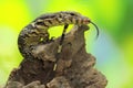 A baby salvator monitor lizard Varanus salvator is sunbathing. Royalty Free Stock Photo