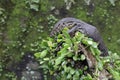 A baby salvator monitor lizard (Varanus salvator) is sunbathing. Royalty Free Stock Photo