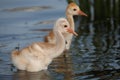 Baby Sandhill cranes