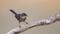 Baby Sardinian Warbler on Branch Royalty Free Stock Photo