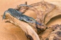 The baby Savannah monitor on a branch