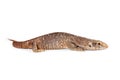 Baby Savannah Monitor Lizard Royalty Free Stock Photo