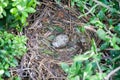 Baby Sea Gull Egg Royalty Free Stock Photo