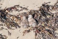 Baby Sea Gulls: Beach Camouflage Royalty Free Stock Photo