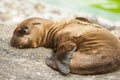 Baby sea lion Royalty Free Stock Photo