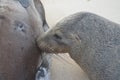 Baby sea lion feeding Royalty Free Stock Photo
