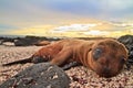 Baby sea lion in the Galapagos Islands resting Royalty Free Stock Photo