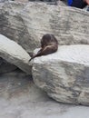 Baby sea lion is having a rest Royalty Free Stock Photo